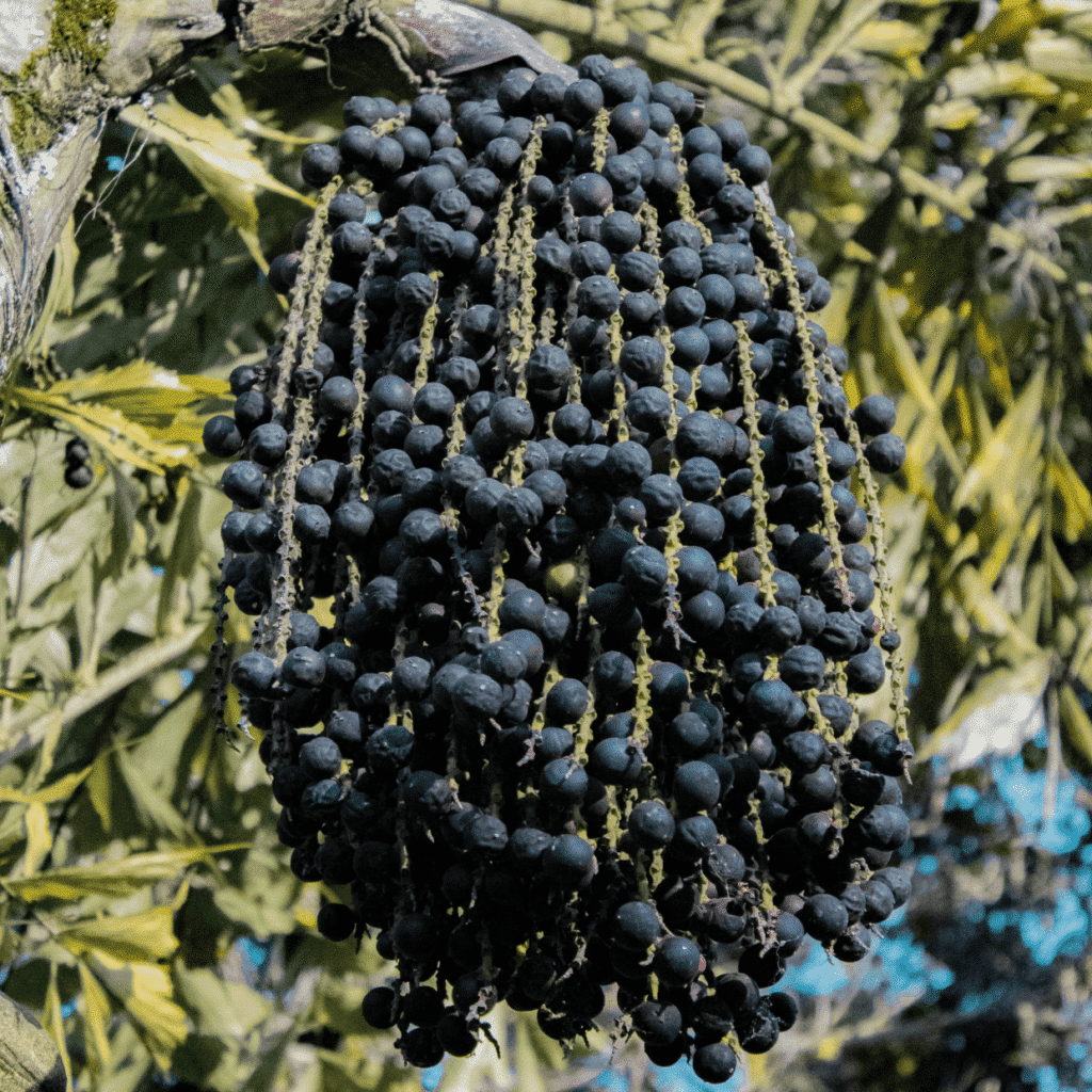 Açai Supplier in Belgium directly from açai producer to your business